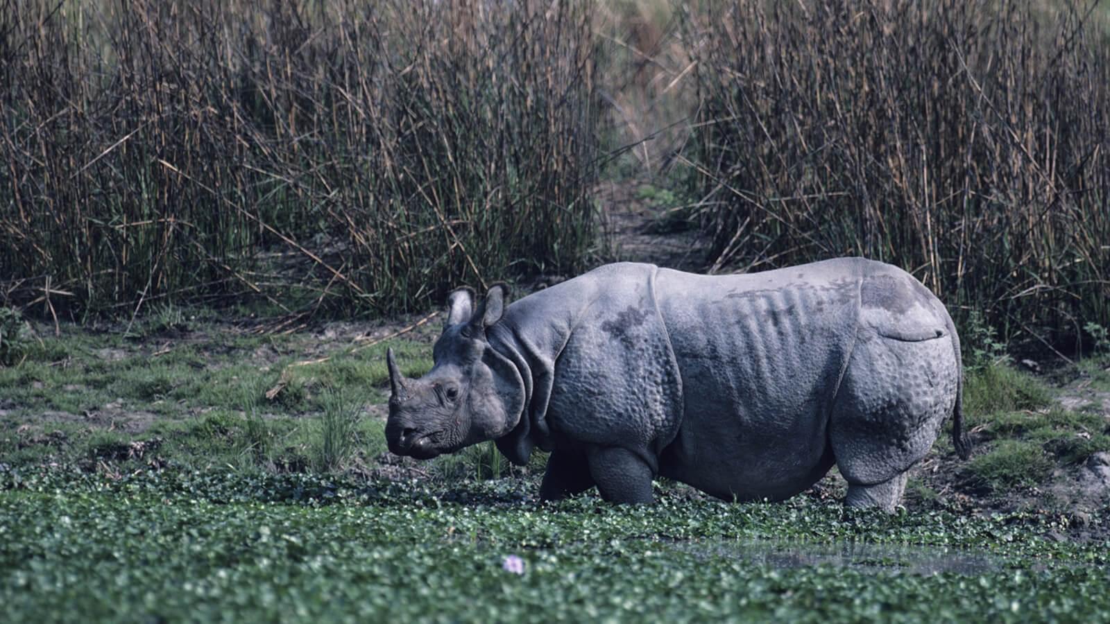 Rhinos at Kaziranga - Assam Wildlife Tour