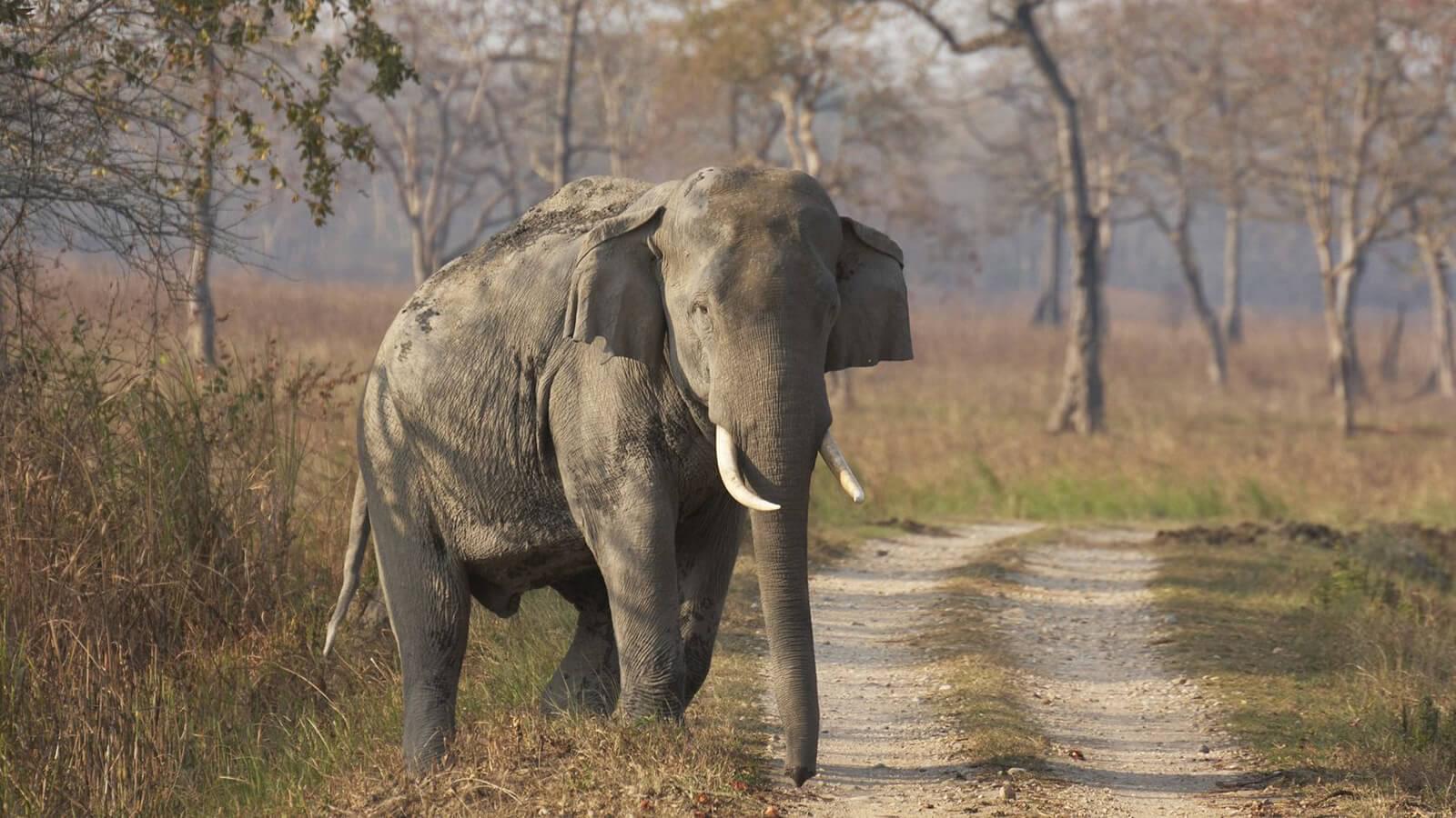 Elephant - Assam Wildlife tour