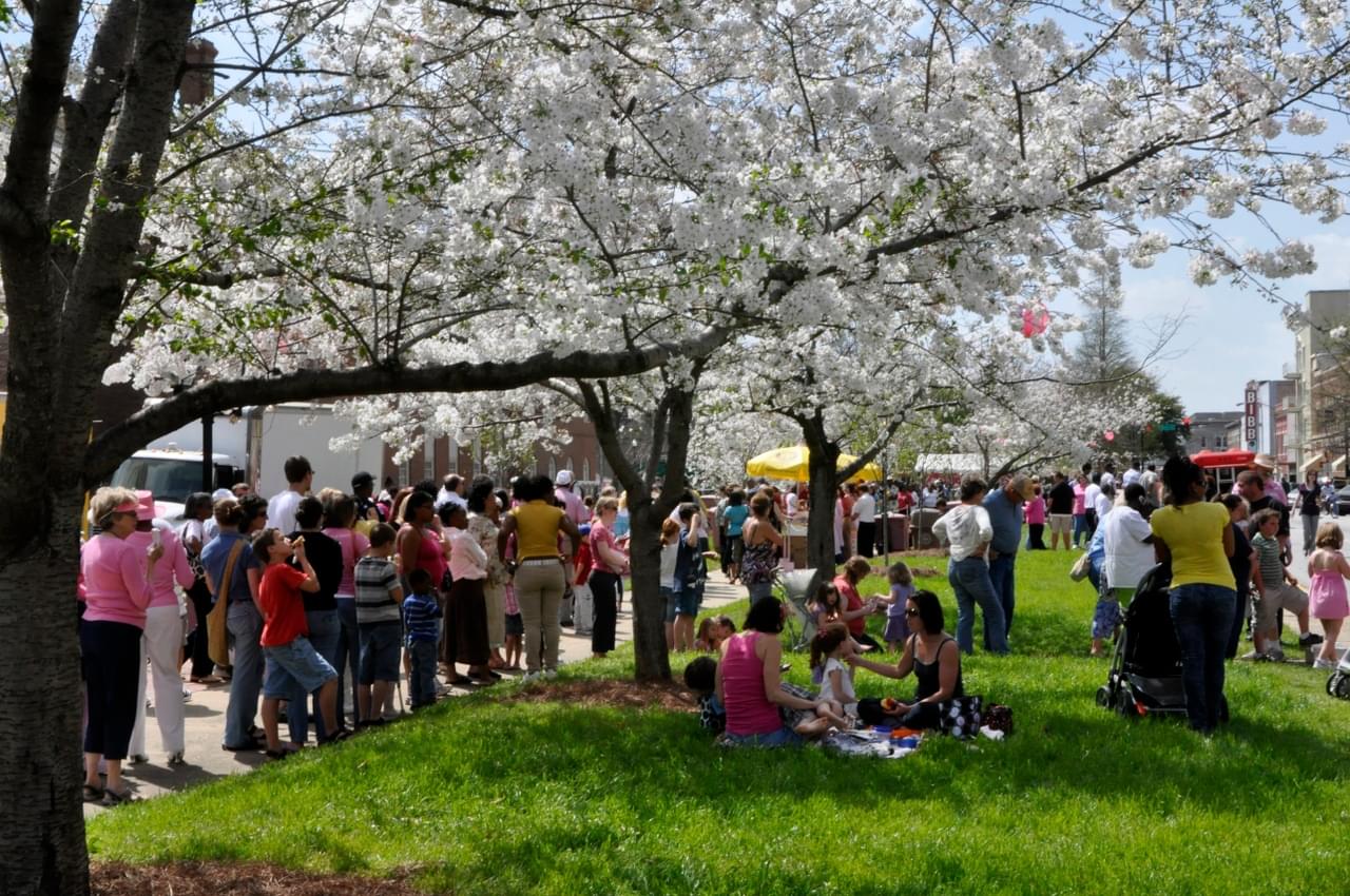 Cherry Blossom Festival Macon