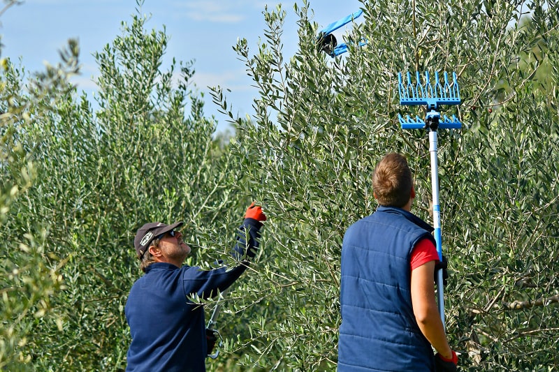 Sběr oliv za použití pneumatických třesaček