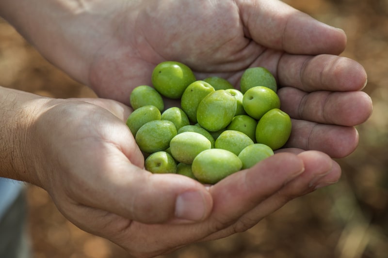 Zelené olivy v dlaních