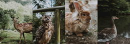 Gallery With Wild Animals WordPress Portfolio Themes