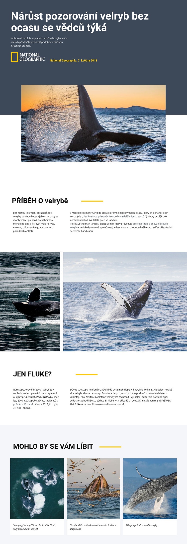 Středisko pro sledování velryb Šablona webové stránky
