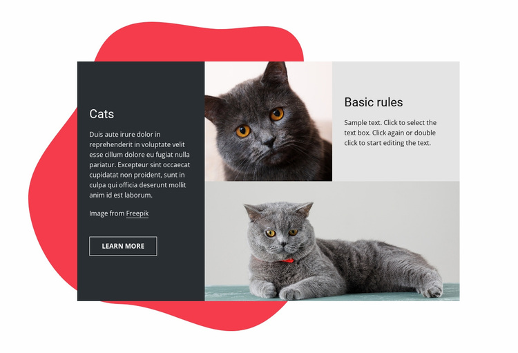 Essential kitten care tips Website Design