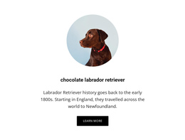 Chocolate Labrador Retriever Install Super Updates