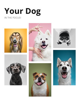 Dog Training And Behavior Modification Download WordPress Theme