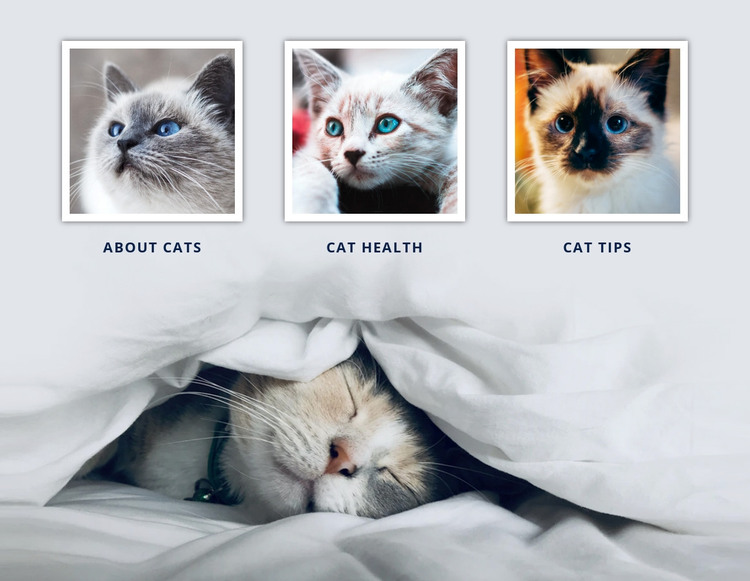 Veterinary doctor cats Web Design