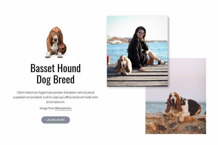 Basset hound dog Website Template